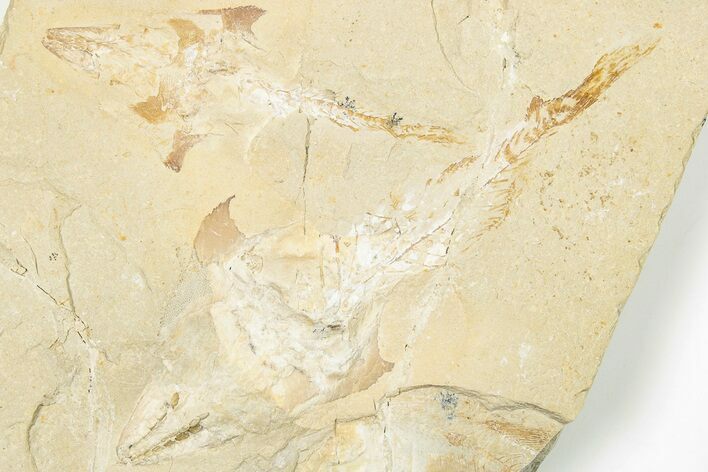 Double Cretaceous Crusher Fish (Coccodus) Plate - Hjoula, Lebanon #201350